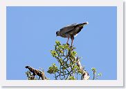 14SerengetiDayGameDrive - 140 * Dark Chanting-Goshawk.